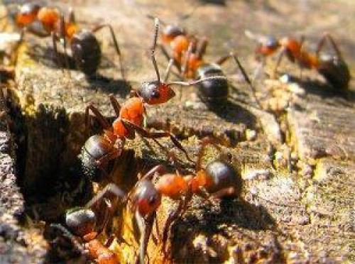 Что зимой делают муравьи. Как и где зимуют муравьи?