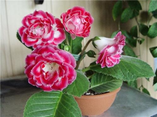 Глоксиния выход из покоя. Не уходит на покой