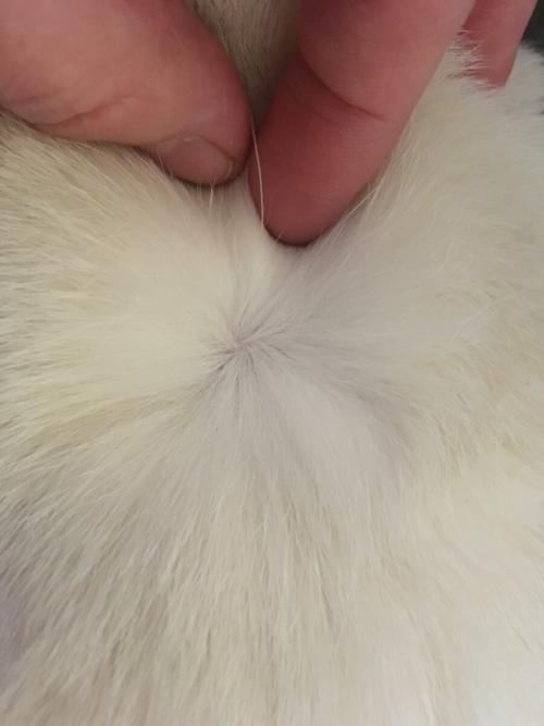 Капли от блох, как действуют. 5 ошибок при использовании капель от блох и клещей