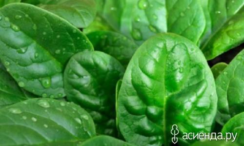 Шпинат аналог. Шпинат и шпинатные растения