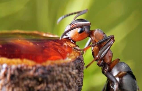 Как размножаются муравьи. Размножение муравьёв