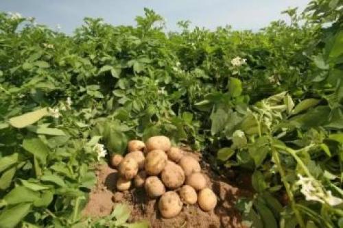 Сорта картофеля устойчивые к фузариозу. Схема борьбы с фузариозом на картофеле