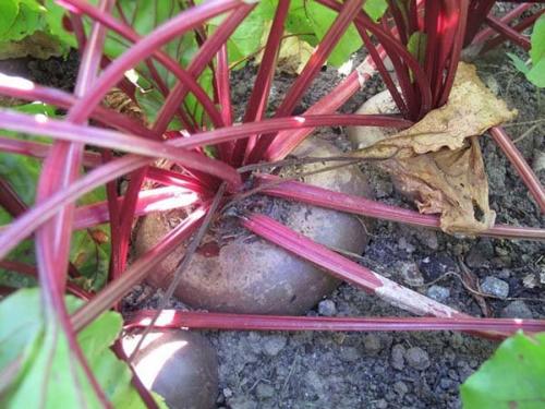 Уборка свеклы и моркови по Лунному календарю. Когда убирать урожай свеклы и моркови в 2019 году: оптимальные сроки