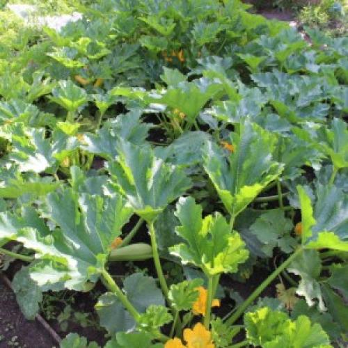 Как убрать горечь из кабачковой икры. Как убрать уже имеющуюся горечь?