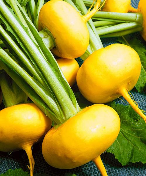 Репа и редька в чем разница. Черная редька и золотистая репа: сажаем прямо сейчас- самое время!