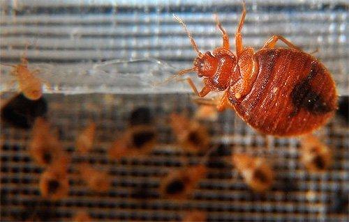 Откуда берутся клопы в квартире и как избавиться. Как и почему заводятся клопы 02 Откуда берутся клопы в квартире и как избавиться. Как и почему заводятся клопы 02