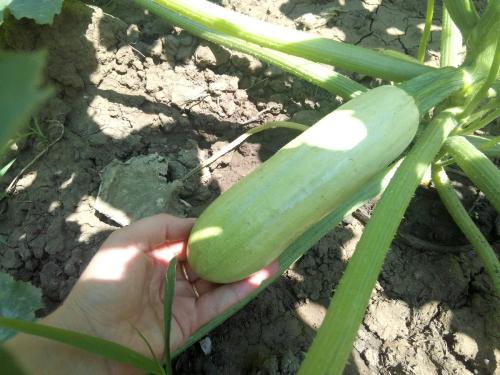 Хранение кабачков в домашних условиях. Как сохранить кабачки свежими до самой зимы?