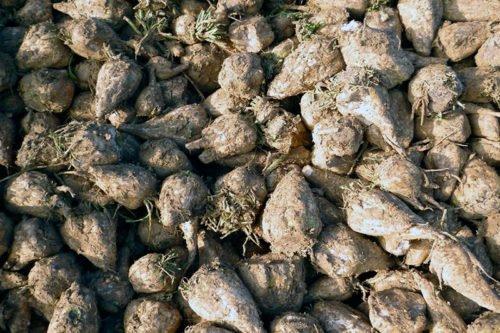 Когда выкапывают свеклу на хранение. Сроки созревания свеклы