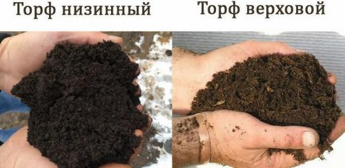 Какие овощи любят торф. Торф в огороде: в чем польза и вред?