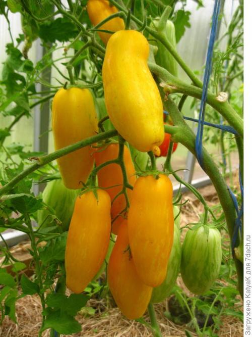 Томат Банановые ноги. Очередной шедевр от Партнера: создан, чтобы удивить вас