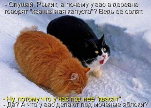 Квашеная капуста с целыми яблоками в ведре. Квашеная капуста с яблоками, вкусная и хрустящая