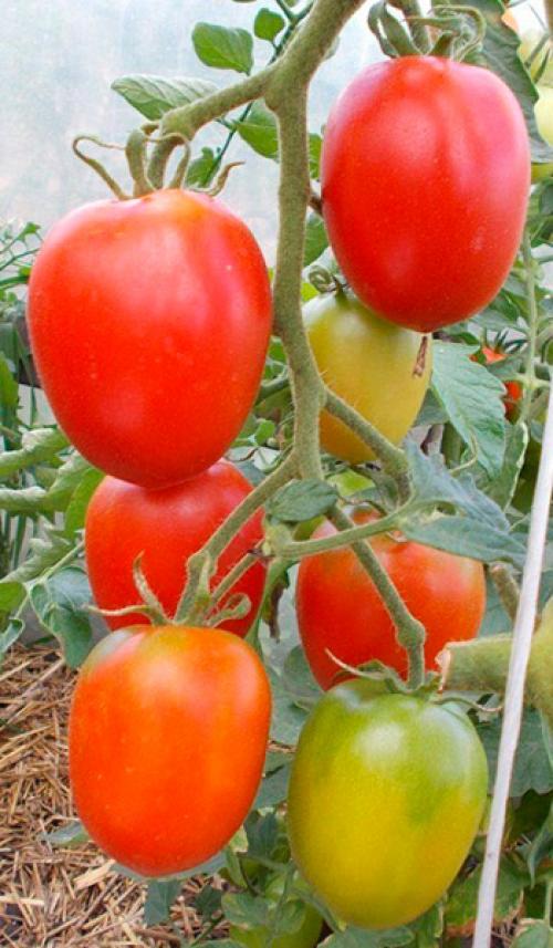 Де Барао помидоры. Лучший сорт для консервации