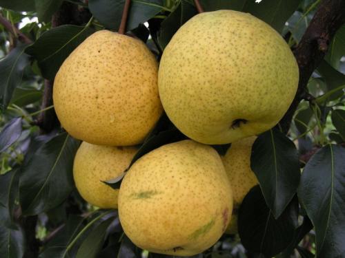 Когда созревает груша бера. Летние разновидности груш группы Бере