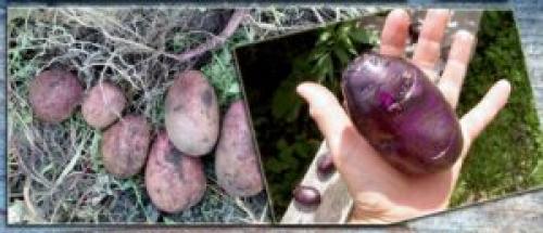Цыганка картофель. Картофель Цыганка: описание сорта, фото, особенности