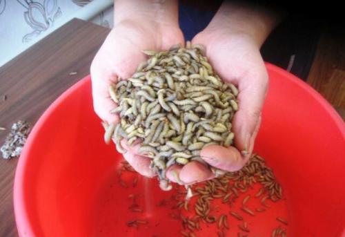 Настойка из восковой моли. В чем польза настойки восковой моли (огневки). 04 Настойка из восковой моли. В чем польза настойки восковой моли (огневки). 04