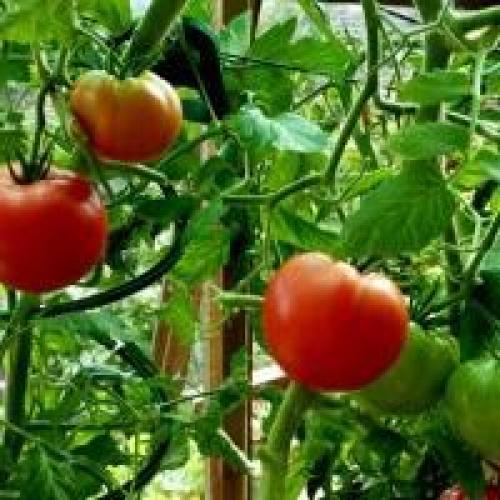 Де Барао черный. Томаты Де Барао Черный: описание сорта