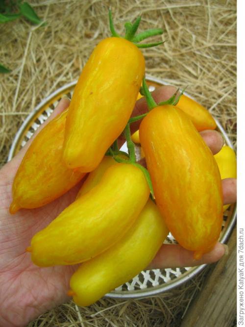 Томат Банановые ноги. Очередной шедевр от Партнера: создан, чтобы удивить вас