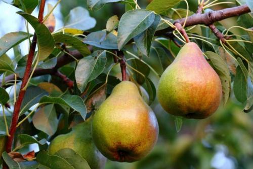 Когда созревает груша бера. Летние разновидности груш группы Бере
