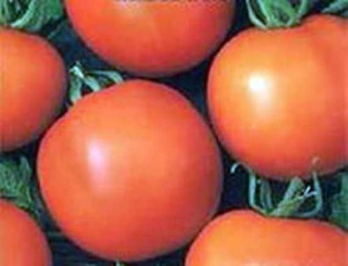 Лонг Кипер томат. Сорт томата Лонг Кипер 08 Лонг Кипер томат. Сорт томата Лонг Кипер 08