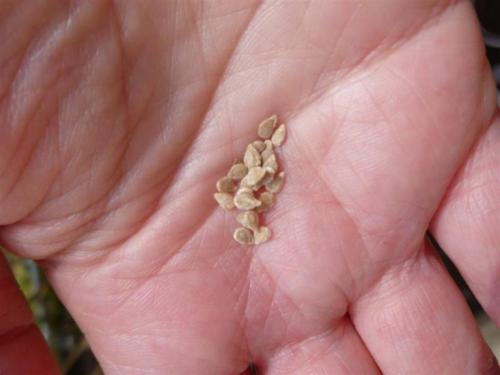 Томат верлиока, как пасынковать. Описание сорта