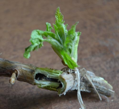 Как избавиться от стеклянницы на смородине. Избавляемся от стеклянницы на смородине