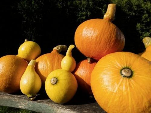 Длительное хранение тыквы. Тыквы: храним после сбора правильно
