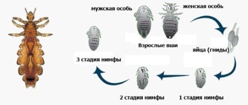 Вши на голове. Кто такие вши и какой вред они наносят человеку?
