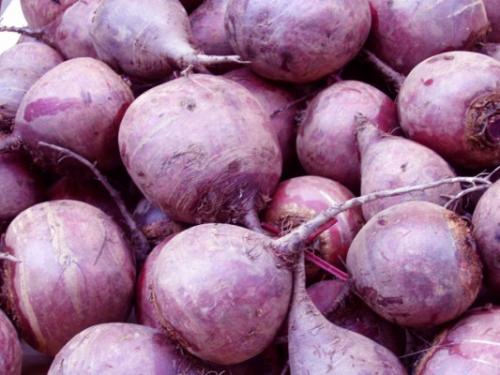 Как хранить свеклу на зиму в пакетах. Особенности мест хранения