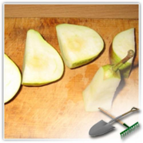 Дикая груша сушка. Сушка груш. Сушим-сушим наши груши…