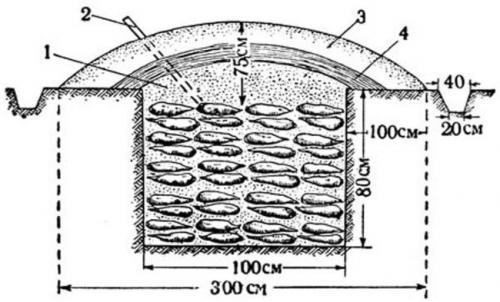 Хранение моркови в земле. Как хранить морковь в земле до весны