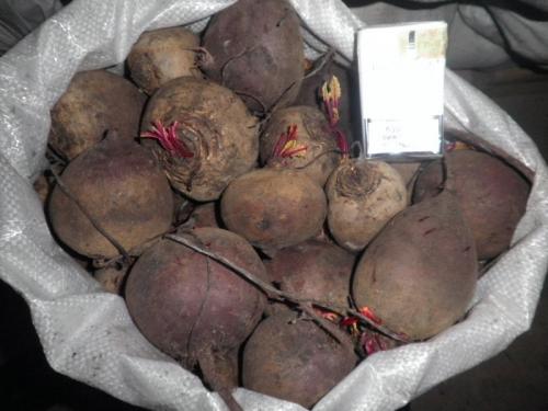 Как хранить свеклу на зиму в пакетах. Особенности мест хранения