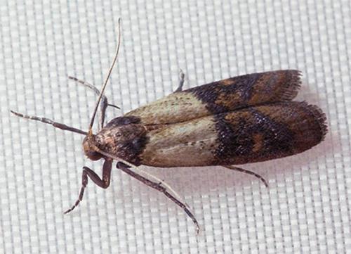 Платяная моль, как избавиться. Моль пищевая и платяная, как отличить 01