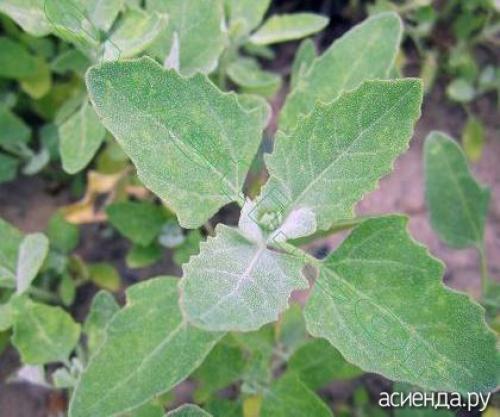 Шпинат аналог. Шпинат и шпинатные растения