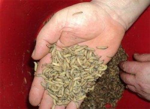 Настойка из восковой моли от чего лечит. Настойка восковой моли: показания и противопоказания