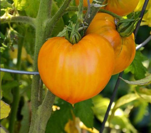Томат Оранжевая Клубника. Описание и характеристики сорта томата Оранжевая Клубника Немецкая