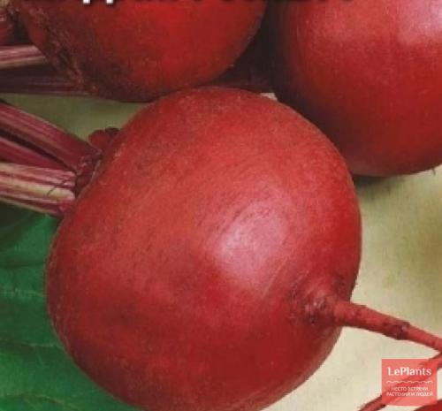 Свекла сорта для Урала для хранения. Сорта свеклы для Урала