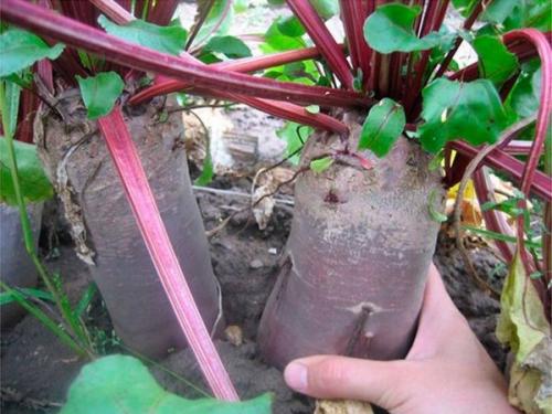 Уборка свеклы по Лунному календарю. Как хранить свеклу — лучшие условия для хранения свеклы