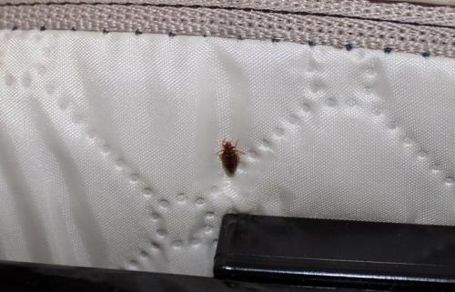 Откуда берутся клопы в квартире и как избавиться. Как и почему заводятся клопы 03 Откуда берутся клопы в квартире и как избавиться. Как и почему заводятся клопы 03