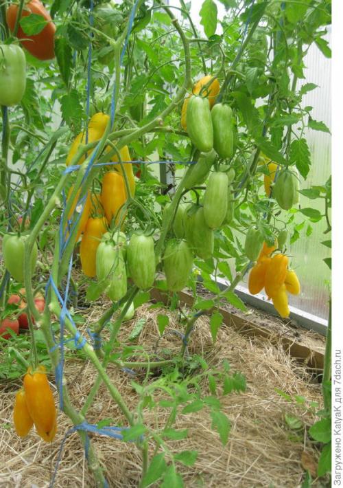 Томат Банановые ноги. Очередной шедевр от Партнера: создан, чтобы удивить вас