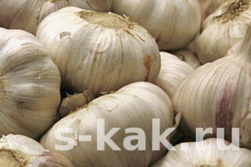 Полезен ли замороженный чеснок. Как сохранить чеснок на целый год