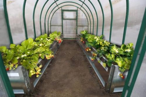 Чем заполнить грядки в теплице. По видам культур