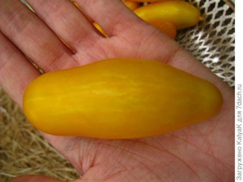 Томат Банановые ноги. Очередной шедевр от Партнера: создан, чтобы удивить вас