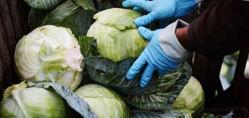 Когда собирают капусту белокочанную. Как и когда убирать белокочанную капусту, чтобы до весны сохранить урожай? 01