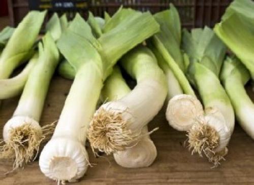 Как засолить лук порей. Заготовка лука-порея