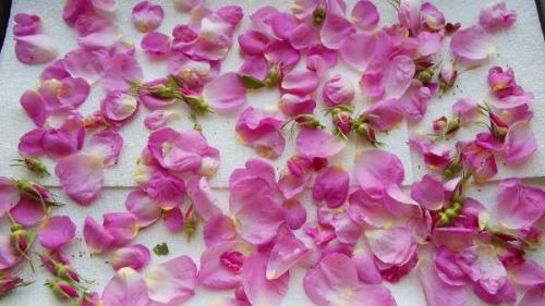 Шиповник высушить в духовке. Простая сушка шиповника в домашних условиях: разные методы 05