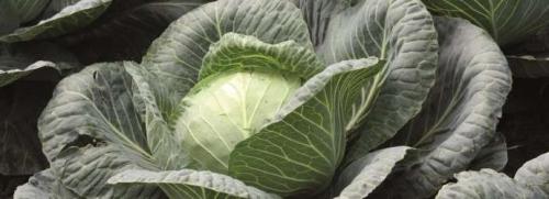 Когда собирают капусту белокочанную. Как и когда убирать белокочанную капусту, чтобы до весны сохранить урожай? 02