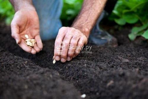 Как зимой хранить тыкву. Как хранить тыкву в квартире 03