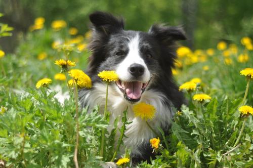 Капли от блох, как действуют. 5 ошибок при использовании капель от блох и клещей