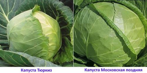 Как хранить капусту в зимнее время. Популярные сорта капусты для длительного хранения