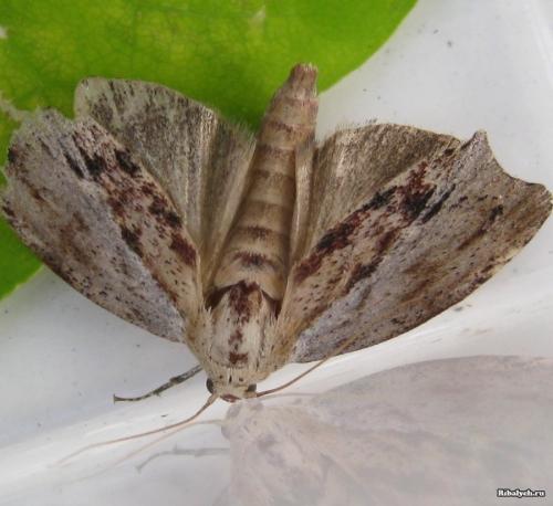 Восковая моль огневка, как принимать. В чем польза настойки восковой моли (огневки).